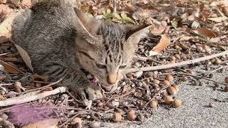 熱男１０歳　仲間⑥まろんのお外デビュー　＃介護猫♯保護猫♯脊髄損傷♯猫♯キジトラ♯再生医療