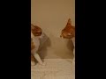 cat brother fight starts suddenly shorts