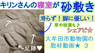 キリンさんの寝室が砂敷き！♪滑らず！脚に優しい！草や枝葉も♪シェアピ★大牟田市動物園の取材動画★３