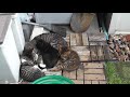 よるしま子猫たち、母猫と仲良く一緒 kitten and mother