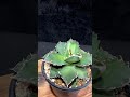 agave titanota 夕映厳竜 親株 ソーラーエクリプス厳選大株 斑入り アガベ チタノタ 濃黒棘 肉厚 大甲蓋 強鋸歯 狂刺刺し 極上美株 激レア高級多肉植物 発根済