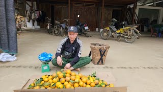 Axin harvests oranges to sell, Tam's diary