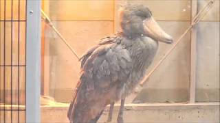 ハシビロコウ巨大な羽をバタバタさせる‼️【 東京上野動物園】Hushibiruko that makes a big feather flap Ueno Zoo‼️