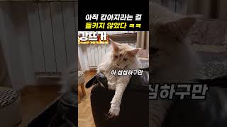 아직 강아지라는 걸 들키지 않았다 ㅋㅋ