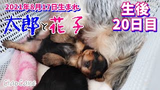 2021年8月17日生まれ・ニコの双子ちゃん(生後20日目)【ヨークシャーテリア専門犬舎チャオカーネ】