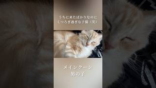 お迎え2日目でいびきをかいて寝るメインクーンの子猫が愛おしすぎたw #shorts #cat