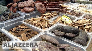 🇨🇳 Chinese traditional medicine gains popularity at home and abroad