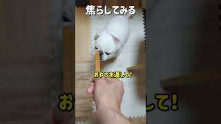 もんちゃんの隠してるつもりのおやつを回収すると#ペキニーズ#犬#dog #short