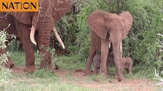 Elephant spawns twins in rarely observed event