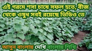 এই অতিরিক্ত গরমে শসার কোন বীজ লাগাবেন আর কোন কোন ওষুধ দেবেন দেখুন।। গরমের শসা চাষ পদ্ধতি।। Sosa chas