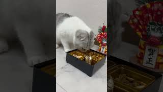 猫におせちを食べてみたらまさかの結果に...笑笑 #猫 #子猫 #cat #おせち #新年