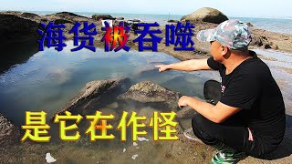 吴哥赶早出来抽底潮杂石坑，坑里海货被吞噬，原来竟是它在作怪