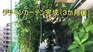 水耕栽培のグリーンカーテン