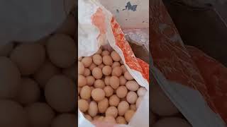 project janda witch craft with eggs பில்லி சூனியம் சிறந்த முட்டை செய்வினை குட்டி சாத்தான்