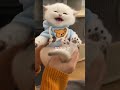 Sweet cat #sweetcat #funnycats #catvideos #shorts #youtubeshorts