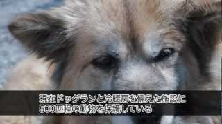 平成24年度受賞者：NPO法人 犬猫みなしご救援隊（栃木県那須塩原市）