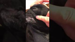 犬の歯槽膿漏にならないために歯磨きをする黒パグ!!A black pug brushing his teeth to prevent alveolar pyorrhea!