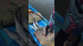 😳3 வஞ்சரம் மீன் விலை எவ்ளளவு இருக்கும்⁉️🐠#shorts #kasimedu #trending #fish