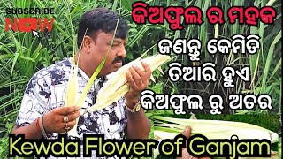 କେମିତି ପ୍ରସ୍ତୁତ ହୁଏ କିଅଫୁଲ ରୁ ଅତର | ଗଞ୍ଜାମ କିଅଫୁଲ | kewda flower of ganjam | kewda itar preparation