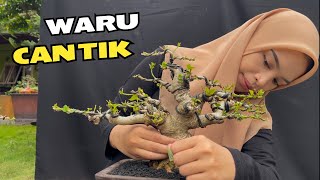 Review Harga Bonsai Bersama Mbak Filza