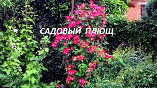 САМАЯ НЕПРИХОТЛИВАЯ ЛИАНА . ВЕЧНОЗЕЛЕНАЯ ЖИВАЯ ИЗГОРОДЬ .  Чем ЗАДЕКОРИРОВАТЬ СТЕНУ. Красота в саду