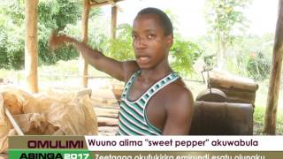 Omulimi Asinga: Wuuno alima \