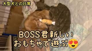 可愛い ゴールデンレトリバー BOSS君 大型犬との日常🥰