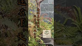 封藏真相的雪还在下，天地大白。《雪还在下》【云游诗篇】#心灵疗愈  #情绪解压 #人生感悟