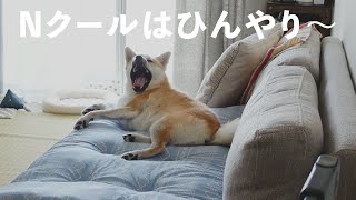 ニトリのNクールで最高にダメになった愛犬。｜ポメ柴