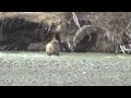 Download Gray wolf attacks elk in river in Yellowstone National Park, another way wolves change rivers. In Mp4 3Gp Full HD Video