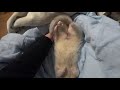 無防備に眠るフェレットにあくまでも医療目的でさわさわする飼い主。 ferret lab 353