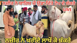 ਨਜ਼ੀਰ ਨੇ ਬਾਰਿਸ਼ ਚੋਂ ਉਡਾ ਦਿੱਤੇ ਟੋਪ ਦੇ ਬੱਕਰੇ|#goats #animalupdate|how to get milk