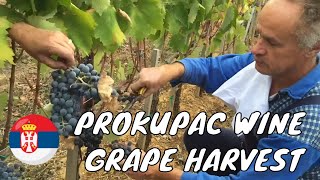 Serbian Wine: Prokupac Harvest at Doja Winery