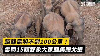 距離昆明不到100公里！　雲南15頭野象大家庭集體北遷