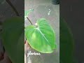 Velvety Glorious Philodendron