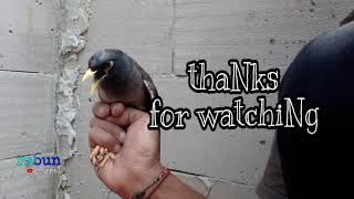 37+ Suara burung jalak nias betina memanggil jantan terbaru