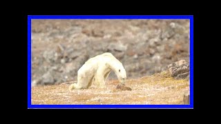 Starving polar bear's last hours captured in heartbreaking video