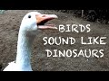 Bird Dinosaur Sounds