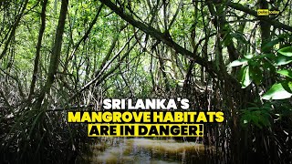 Sri Lanka's Mangrove Habitats Are in Danger!