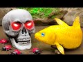 Stop Motion In Mud Survival - Skull Chasing Koi Fish - Colorful Koi Fish - Primitive Cooking Coco