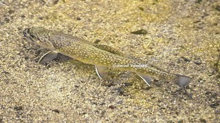 上高地のカワマス（外来魚）