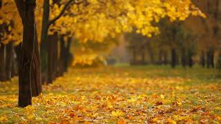 Fall into Tranquility A Serene Autumn Leaves Instrumental