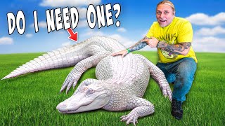 Do You Need An Albino Alligator As A Pet?