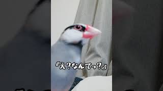 【桜文鳥】文鳥と会話が出来る男の映像を初公開