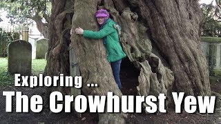 Exploring the Crowhurst Yew - The Bald Explorer