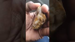 Agatized Dinosaur Bone for $ale #agate #geology #dinosaur #collection #rare #museum#viralvideo