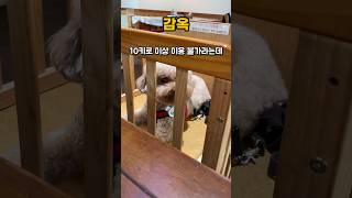 감옥 아니구 애기 침대 #강아지 #강아지브이로그 #당뇨견 #반려견 #강아지일상 #귀여운강아지 #상전