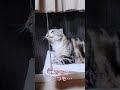 猫用ハンモック😸 手作り スコティッシュフォールド shorts