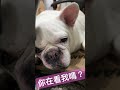 法國鬥牛犬妹妹躺在弟弟身上（少見的場景）