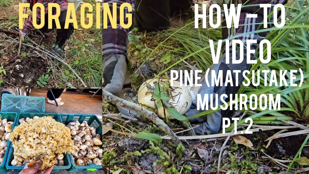 Mushroom Foraging| How To HUNT For PINE MUSHROOMS|MATSUTAKE| GPNF. DAY ...